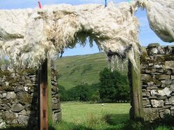 Fleeces drying on Redmire's garden gate