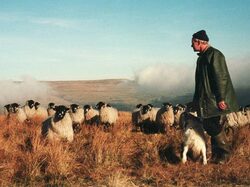 Farming Redmire's sheep