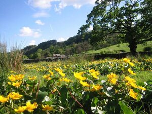 Marsh Marigolds near Redmire Farm