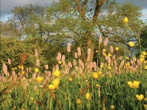 Bistort in Wharfedale meadow